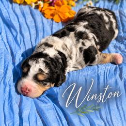 Winston - Blue merle male Bernedoodle puppy in Burbank, Ohio from Berns & Doodles