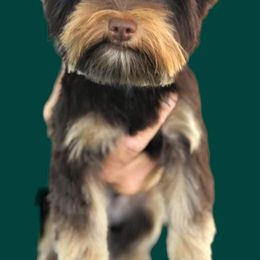 Yorkshire Terrier Puppies from Jackie Jenny’s Precious Yorkies