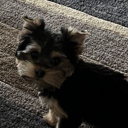 Morkie and Yorkshire Terrier All Grown Up from M.Y. Morkies and Yorkies