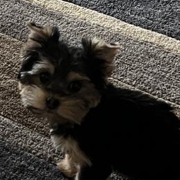 Morkie and Yorkshire Terrier All Grown Up from M.Y. Morkies and Yorkies