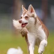 Cinder - Alaskan Klee Kai