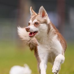 Cinder - Alaskan Klee Kai