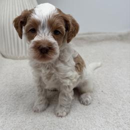 Hope - Caramel female Australian Labradoodle puppy in Denton, Texas from Liberty Hill Labradoodles