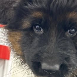 German Shepherds from OakSong German Shepherd Dogs