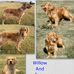 Golden Retriever puppies from Hailey’s Goldens