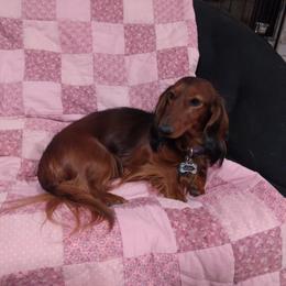 Dachshund All Grown Up from Deb’s Darlin’ Dachshunds