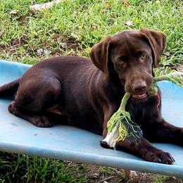 Labrador Retriever Puppies from A Lucky Pup / Isenmann Retrievers