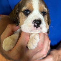 Anthony - Black red and white male Beagle puppy in Rockwell, North Carolina from Knockhill Beagles