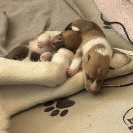 Leo - Sable and white male Collie puppy in Sun Prairie, Wisconsin from Jolis Collies