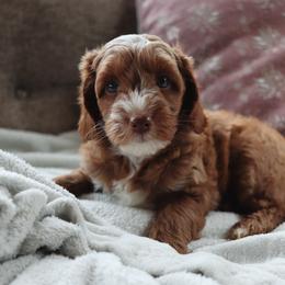 Goldendoodle Puppies from Cedarcrest Goldendoodles