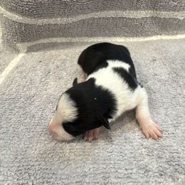 Boy 5 - Black and white male Border Collie puppy in Temecula, California from Joni Gibson's Border Collies