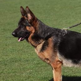 Gecko - German Shepherd
