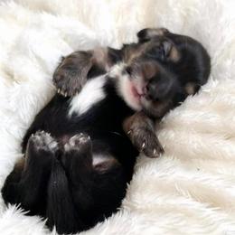 Jack Skellington - Black and cream male Dachshund puppy in Perris, California from THE DACH HOUSE ♡