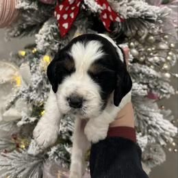 Orange boy - Black white and tan male English Springer Spaniel puppy in Lincoln, Texas from LeeCo. Springers