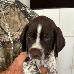 Boy 3 - Liver and white male German Shorthaired Pointer puppy in Beaverdam, Virginia from Harts Hill Kennel