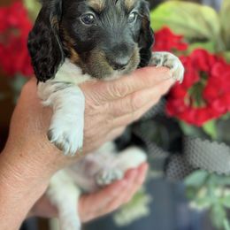 Boy 1 - Piebald male Dachshund puppy in Aurora, Missouri from Baker Farms
