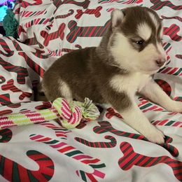 Winter - Red and white female Siberian Husky puppy in Kansas City, Missouri from Anuun's Huskies