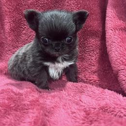 Laena - Blue and white female Chihuahua puppy in Fort Myers, Florida from Gulfshore Chihuahuas