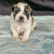 Sequoia (JoJo) - Blue Collar - Brown and white Shichon puppy in Greenville, Ohio from Oodles of Doodles