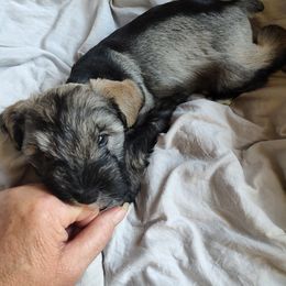 Miniature Schnauzer Puppies from JVH Mini Schnauzers