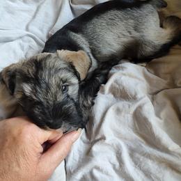 Miniature Schnauzer Puppies from JVH Mini Schnauzers