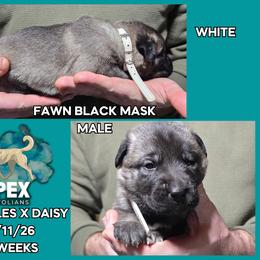 H.D Tan Boy - Fawn male Anatolian Shepherd Dog puppy in Frenchtown, Montana from Apex Anatolians