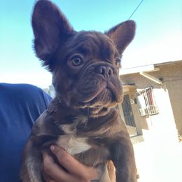 Bruce - Fawn and white male French Bulldog puppy in Los Angeles, California from westsidefrenchies