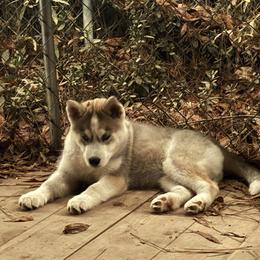 Siberian Husky Puppies from WILLIAM HUNDLEY
