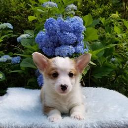 American Corgi and Pembroke Welsh Corgi Puppies from Whimsical Treasure Corgis