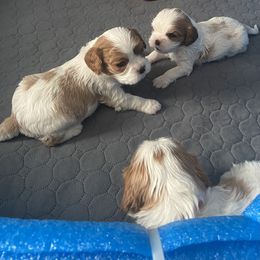 Cavalier King Charles Spaniel Puppies from Christina’s Cavaliers