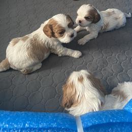 Cavalier King Charles Spaniel Puppies from Christina’s Cavaliers
