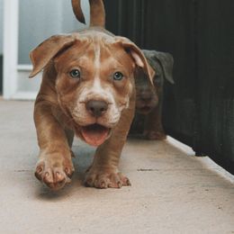 Boy 1 - American Bully puppy in Florida from Asquare Bully Kennel