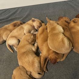 Male 1 - Golden male Golden Retriever puppy in Salisbury, North Carolina from Piedmont Golden Retrievers
