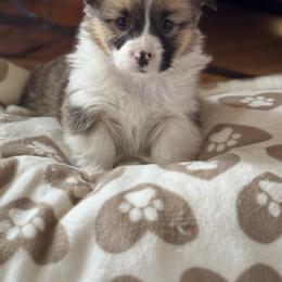 Bobbie - Red female Pembroke Welsh Corgi puppy in Axtell, Nebraska from Lost Creek Corgis