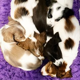 Dachshund Puppies from Gypsy Miniature Dachshunds