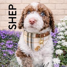Shep - Brown male Whoodle puppy in Knoxville, Tennessee from Fleury Farm Doodles TN