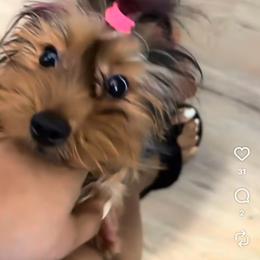 Yorkie Terrier - Black and tan female Yorkshire Terrier puppy in Brooklyn, New York from Luxury Poms