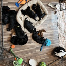 Labrador Retriever Puppies from Niall’s Labrador Retrievers