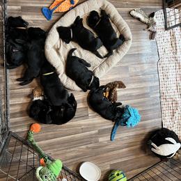 Labrador Retriever Puppies from Niall’s Labrador Retrievers