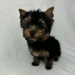 Boy - Black and tan male Yorkshire Terrier puppy in Georgia from Nalley Kennels
