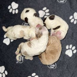 Cockapoo puppies from Paradise Cockers