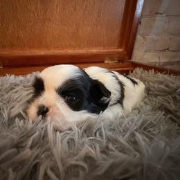 Boy 1 - Black and white male Shih Tzu puppy in Peoria, Arizona from Jodi’s Shihtzus