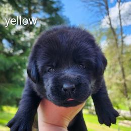 Yellow collar - Black female Labrador Retriever puppy in Mossyrock, Washington from White River Labradors
