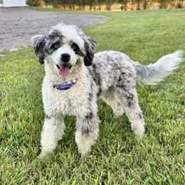 Dolly - Aussiedoodle