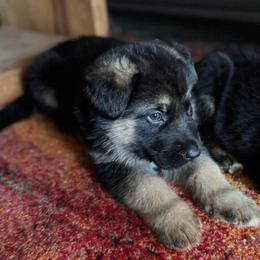 Leon - Black and red male German Shepherd puppy in Charlottesville, Virginia from AB_Elite_GSD