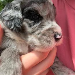Gravy - male Australian Mountain Doodle puppy in Sherrills Ford, North Carolina from Magnolia Grove Farms