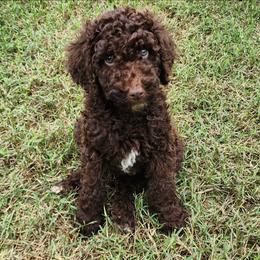 Mr Green - Chocolate male Goldendoodle puppy in Cumming, Georgia from Chattahoochee Kennels