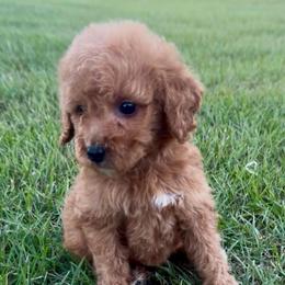 Boy 3 - Red  male Goldendoodle puppy in Meridian, Mississippi from Magnolia Poodles and Doodles