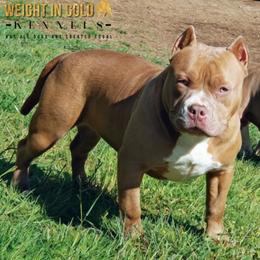 American Bully Puppies from Impressive Bred Bullies