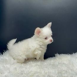 Nick - Cream and white male Chihuahua puppy in Simpsonville, South Carolina from N&T's Chihuahuas